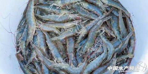 江苏南美白对虾进入起捕期 - 养殖前沿 - 中国水产频道 | 网聚全球水产华人